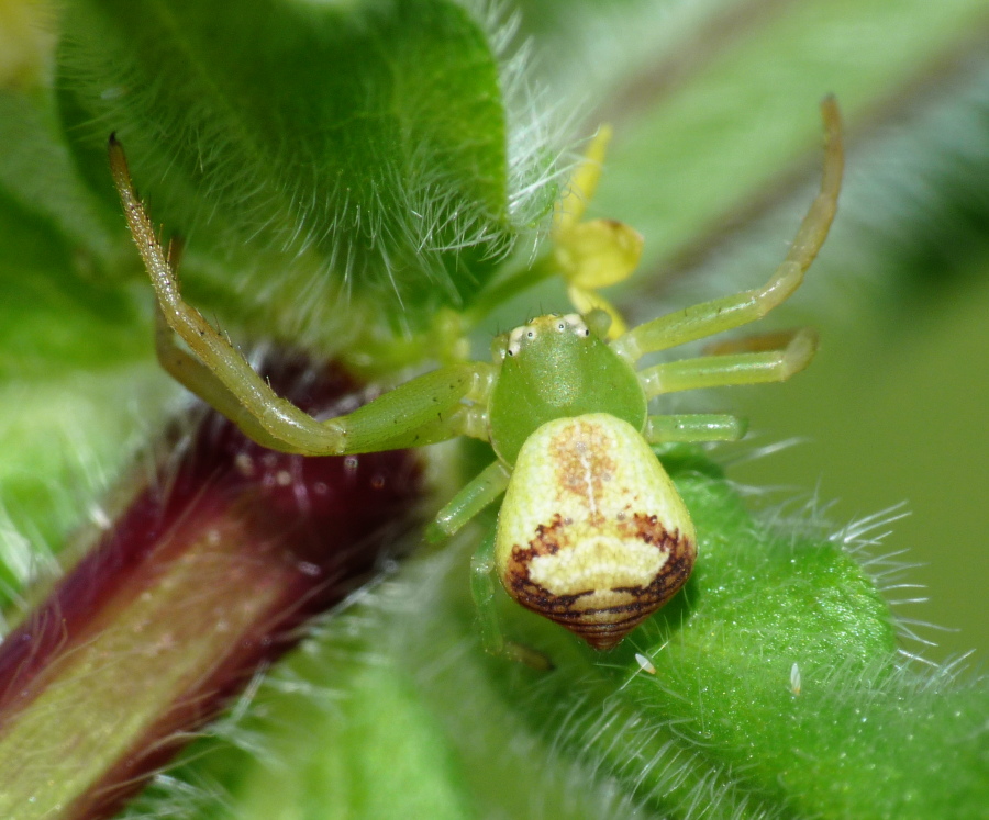 Ebrechtella tricuspidata